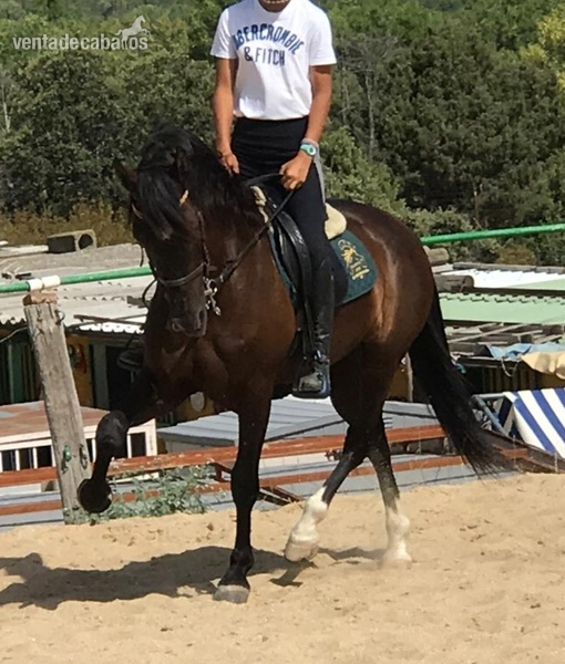 CABALLO FUERTE Y CON CHISPA. PRE in 