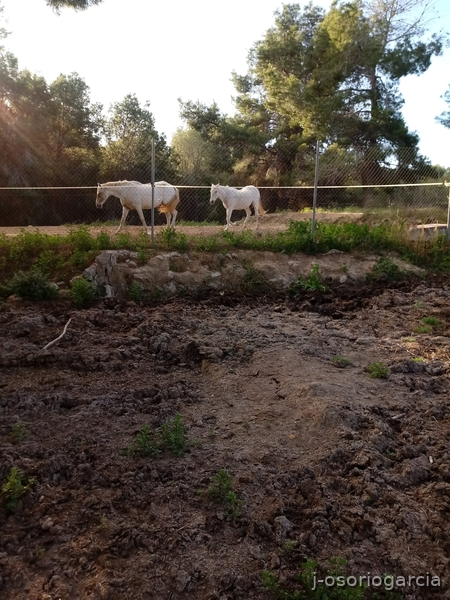 Finca hípica en Benidorm - Hípicas y establos en venta