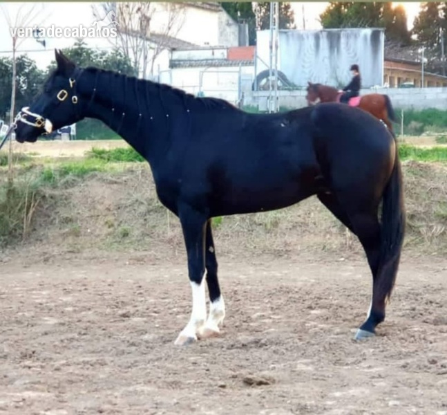 Potro oldenburgo negro  in 