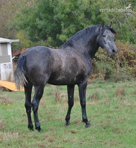 OPORTUNIDAD:Se vende lote de yeguas PRE de entre 5-12 años - Caballos Pura Raza Española (P.R.E.) in 