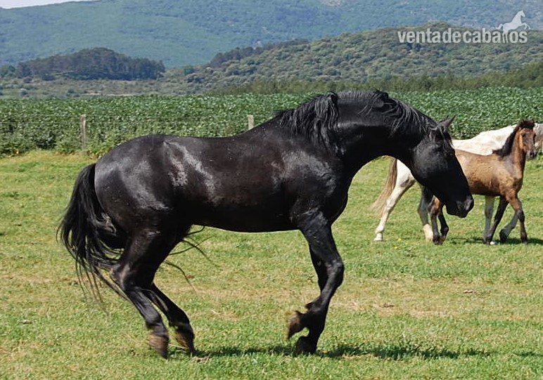 OPORTUNIDAD:Se vende lote de yeguas PRE de entre 5-12 años - Caballos Pura Raza Española (P.R.E.)