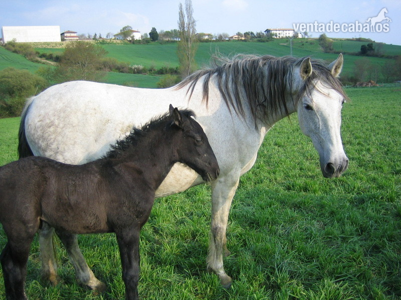Caballos Pura Raza Española (P.R.E.) Pura Raza Española - OPORTUNIDAD:Se vende lote de yeguas PRE de entre 5-12 años