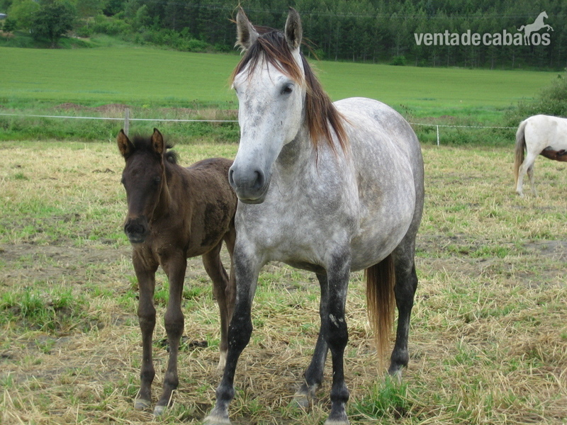 OPORTUNIDAD:Se vende lote de yeguas PRE de entre 5-12 años - Caballos Pura Raza Española (P.R.E.) Pura Raza Española