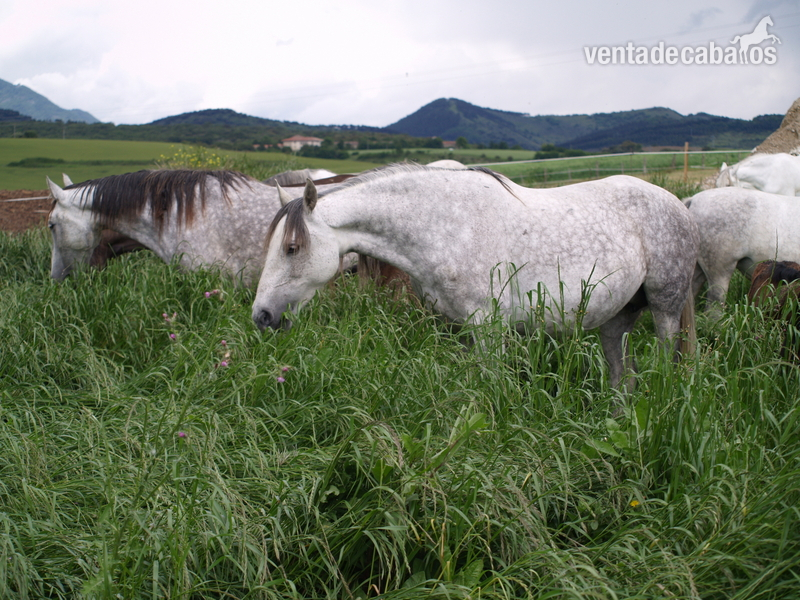 OPORTUNIDAD:Se vende lote de yeguas PRE de entre 5-12 años - Caballos Pura Raza Española (P.R.E.)