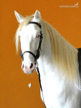 Caballo PRE perlino in 