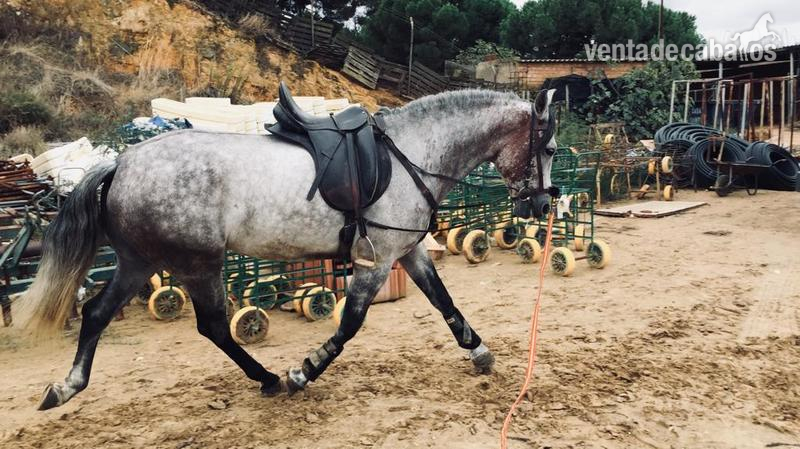 Hispano-Arabe