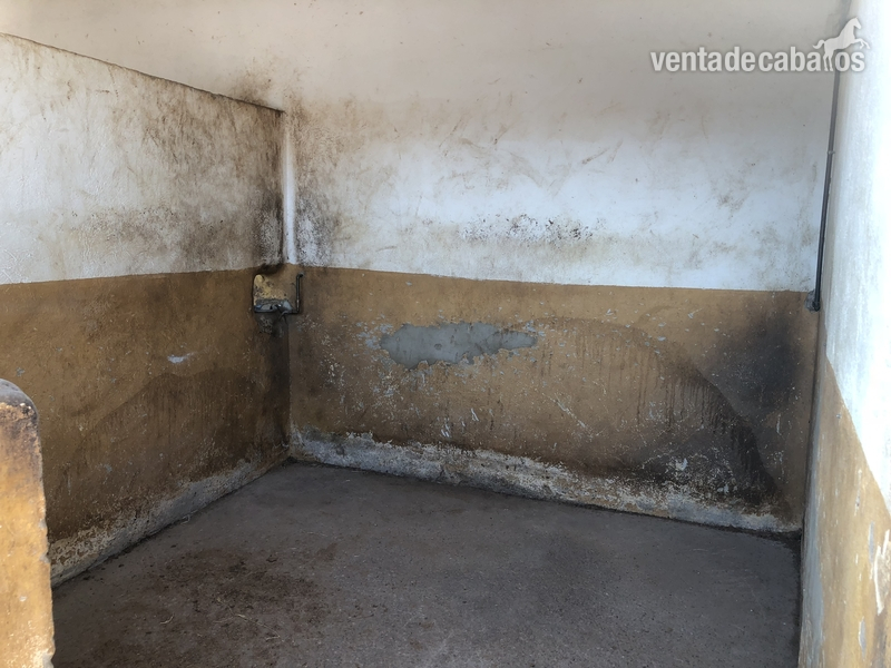 Hípicas y establos en venta - Alquilo cuadras en VALENCIA chiva  in Chiva 