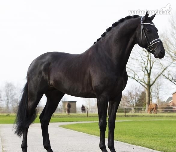 Llamativo castrado Hannoveriano negro a la venta in 