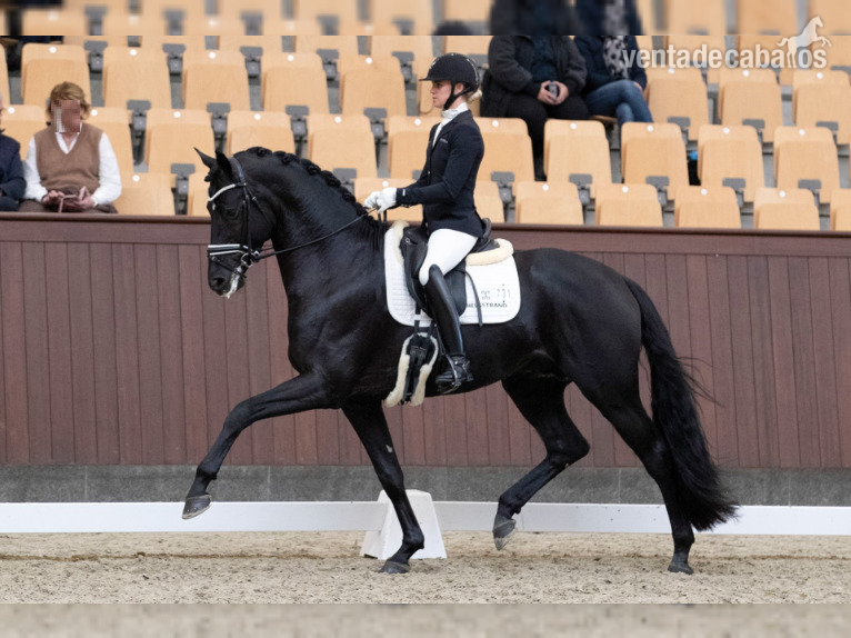 Caballos Capados Hannoveriano - Llamativo castrado Hannoveriano negro a la venta