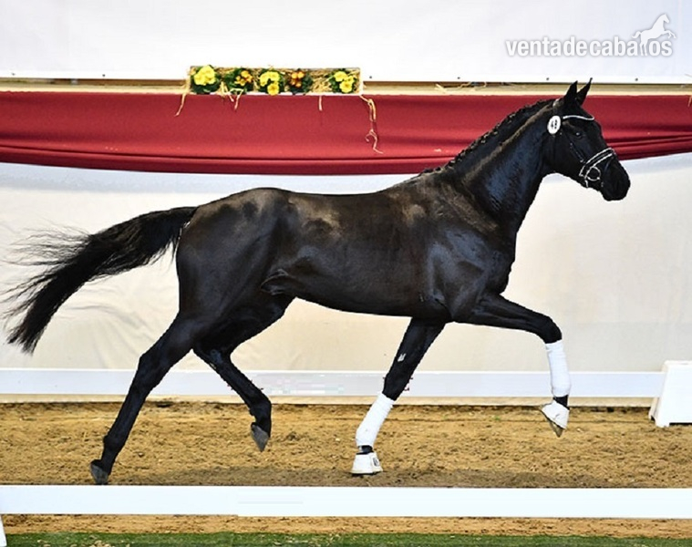 Llamativo castrado Hannoveriano negro a la venta - Caballos Capados Hannoveriano