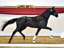 Llamativo castrado Hannoveriano negro a la venta