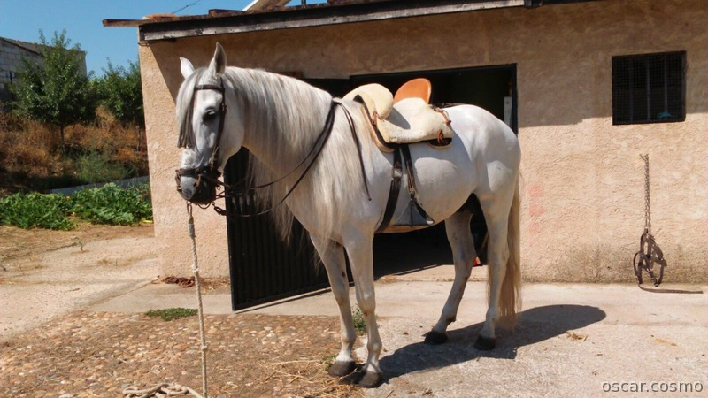 Caballo Pura Raza Española in 