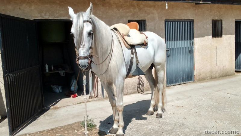 Caballos Pura Raza Española (P.R.E.) Pura Raza Española - Caballo Pura Raza Española