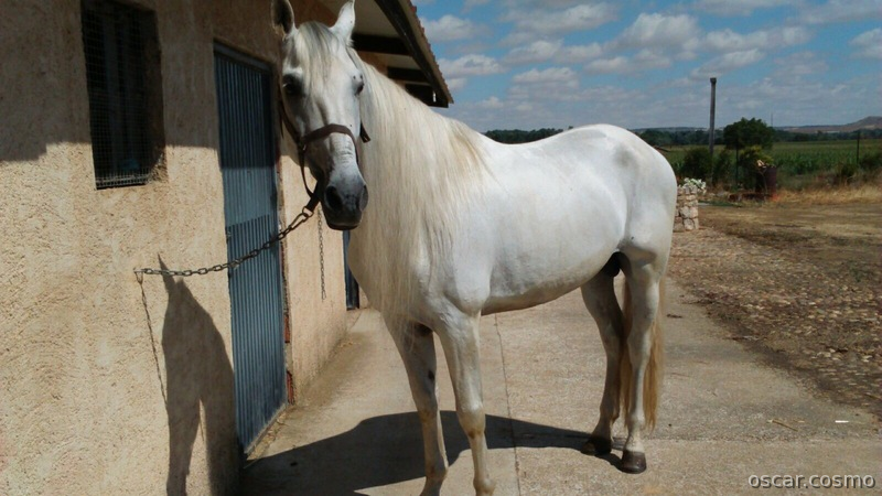 Caballo Pura Raza Española - Caballos Pura Raza Española (P.R.E.) Pura Raza Española