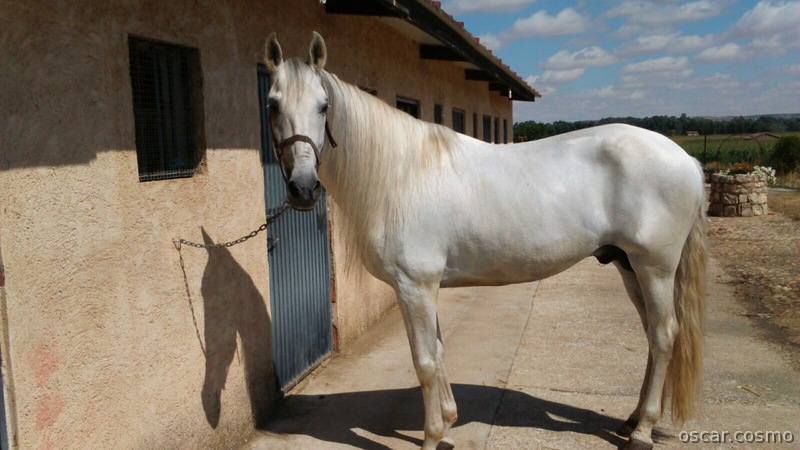 Caballo Pura Raza Española - Pura Raza Española