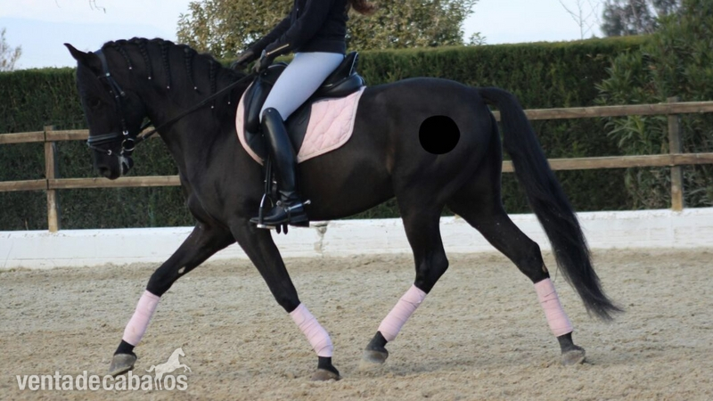 PRE negro. En venta in 
