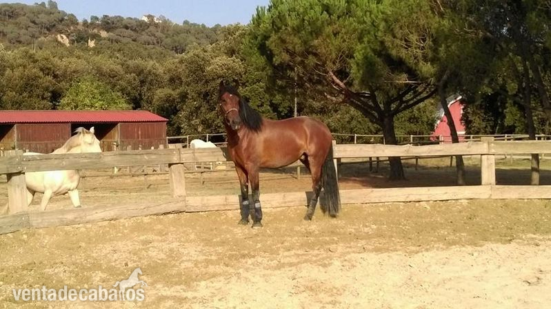 Caballo pre escalera nivel 3 in 