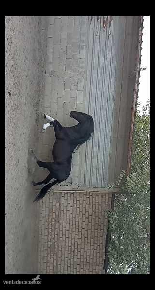 Caballo negro Maria fernanda de la escalera in 
