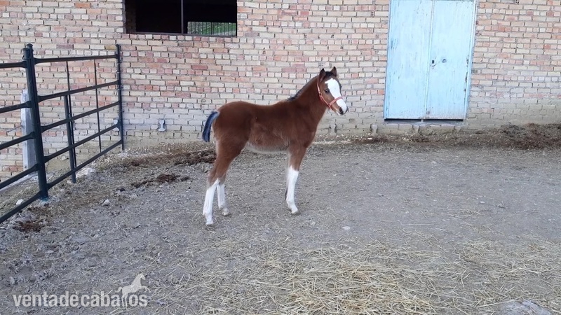 Vendo potro pony Welhs  in 