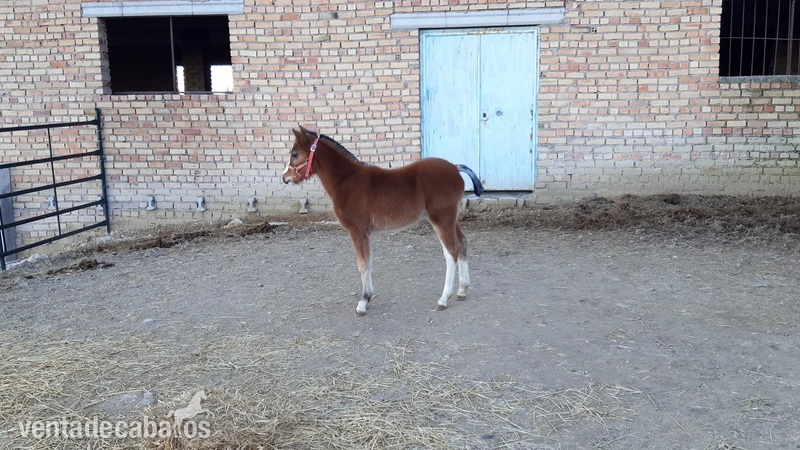 Pony Welhs