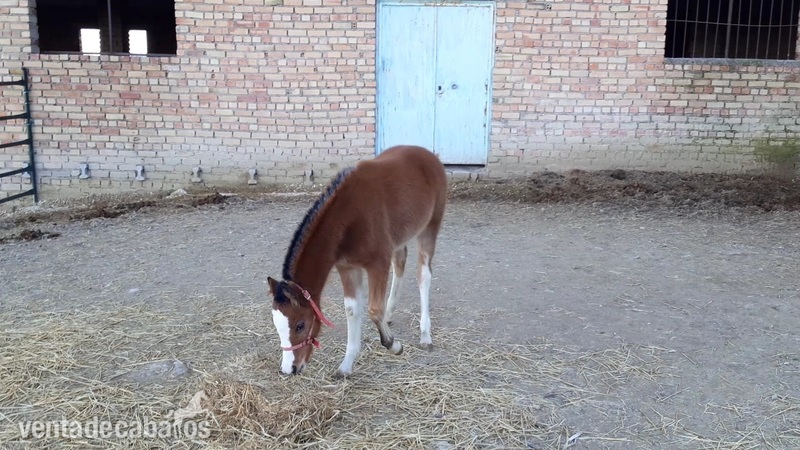 Pony Welhs {TYPE}