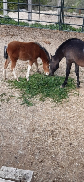 Ponis Pony Club Pony Welhs - Vendo potro pony Welhs 