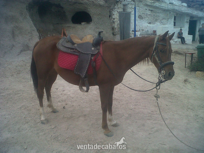 Vendo Yegua Árabe in 