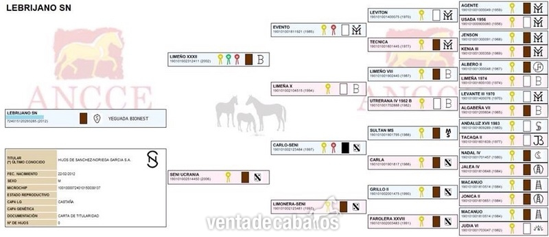 Potro Pura Raza Española - Potros Pura Raza Española