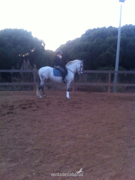 Caballos Pura Raza Española (P.R.E.) Pura Raza Española - Yegua montada 9 años