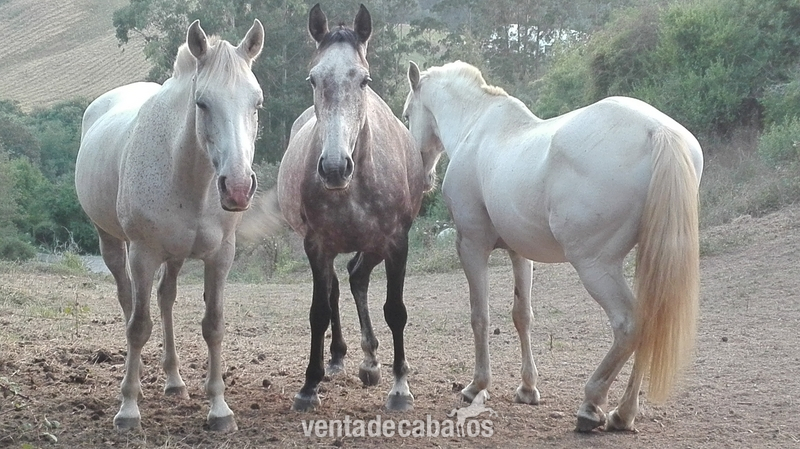 YEGUA HISPANO ARABE in 