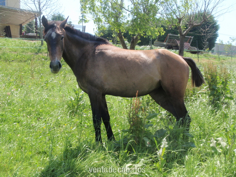 Caballo Hispano Árabe Hispano-Árabe - YEGUA HISPANO ARABE