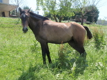 YEGUA HISPANO ARABE
