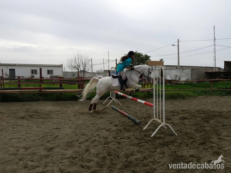 Se vende hispano-árabe in 