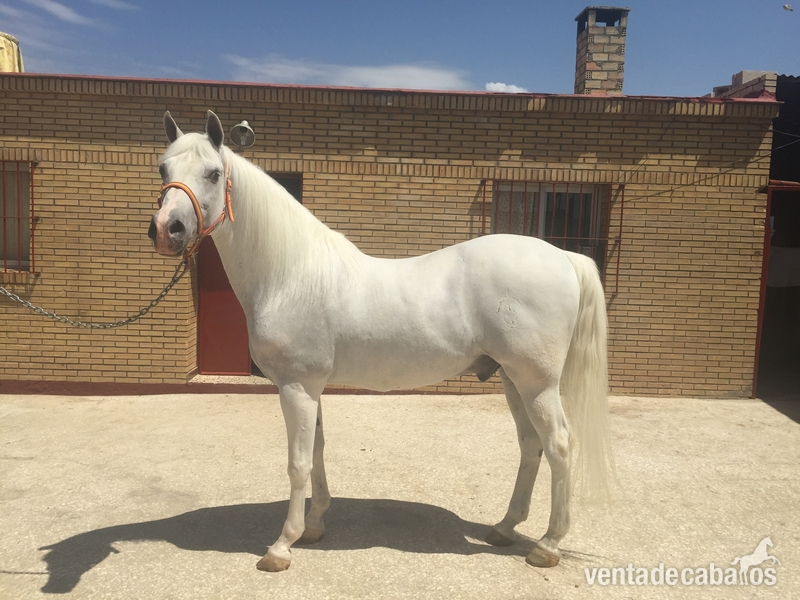 Hispano-Arabe