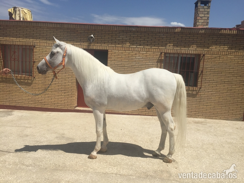 Hispano-Arabe {TYPE}