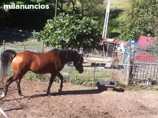 Se vende arabe puro de cuatro años iniciao en doma in 