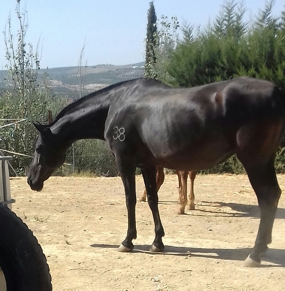 Caballos Pura Raza Española (P.R.E.) Pura Raza Española - Potros pre de calidad 
