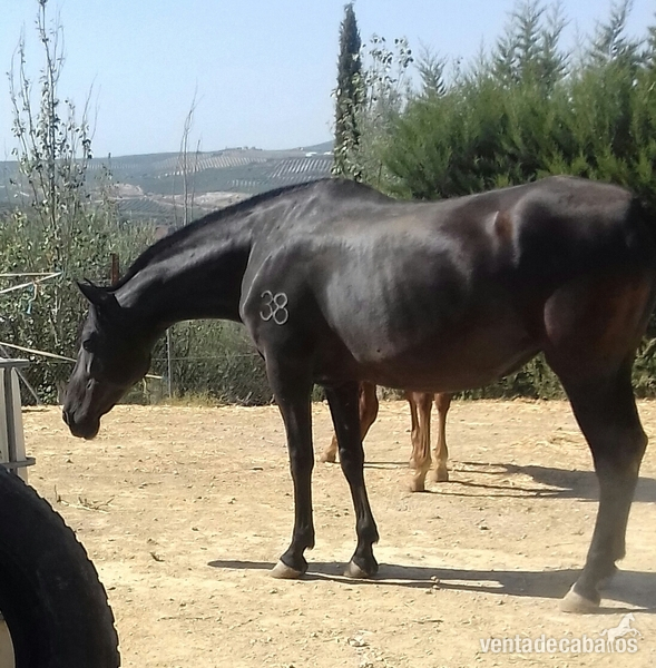 Caballos Pura Raza Española (P.R.E.) Pura Raza Española - Potros pre de calidad 