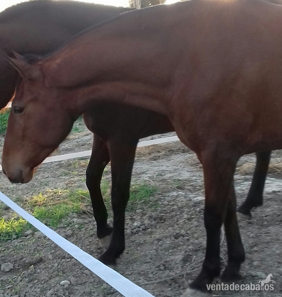 Potros pre de calidad  - Caballos Pura Raza Española (P.R.E.)