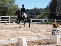 Caballo P.R.E de doma clásica
