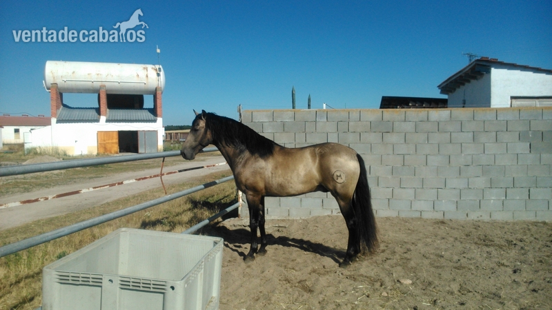 venta de caballos in 