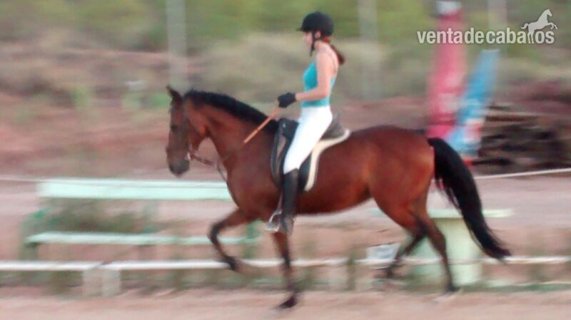 CABALLO CASTAÑO NOBLE in 
