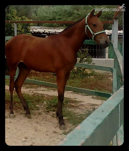 se vende potro1300 in 
