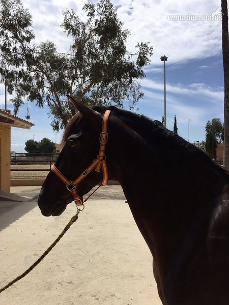 SE VENDE CABALLO P.R.E NEGRO in 