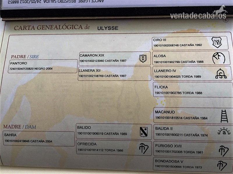 Pura Raza Española {TYPE}