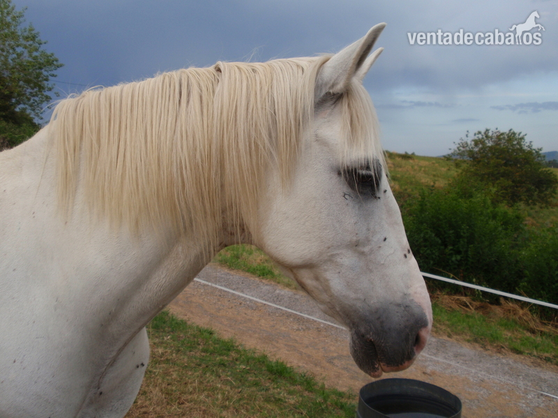 caballo hispano arabe  in 