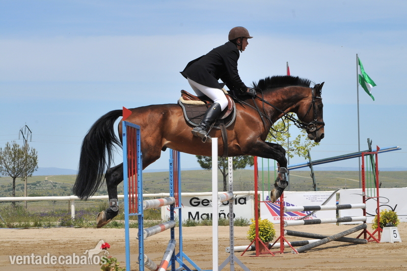 Caballo de Deporte Español (CDE)