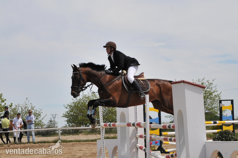 Caballo de Deporte Español (CDE) {TYPE}