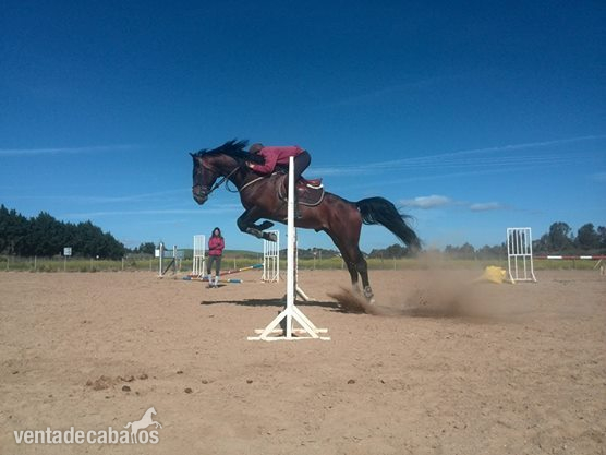 Caballos Enteros Caballo de Deporte Español (CDE) - CABALLO DE SALTO