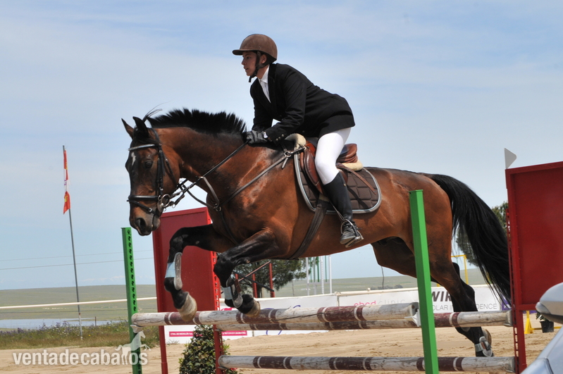 CABALLO DE SALTO - Caballos Enteros Caballo de Deporte Español (CDE)